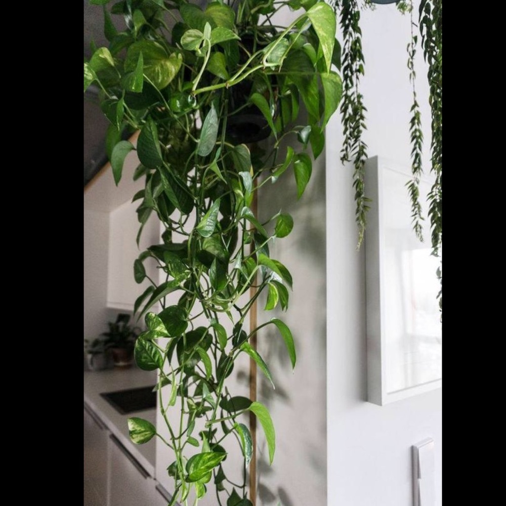 Devils Ivy Pothos Clippings House Plant